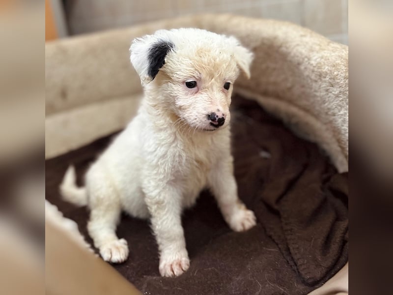 zuckersüßes Welpenmädchen Mucki