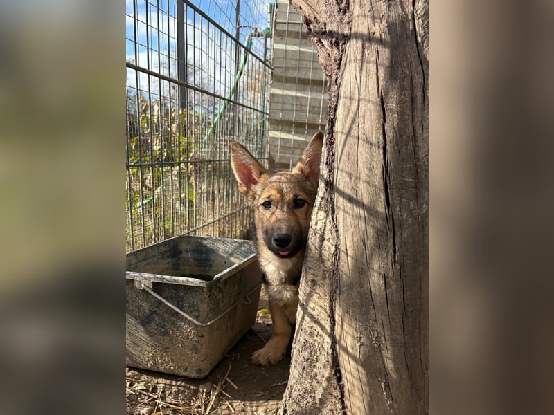 USHER - charmanter, fröhlicher Welpenjunge sucht seine Familie