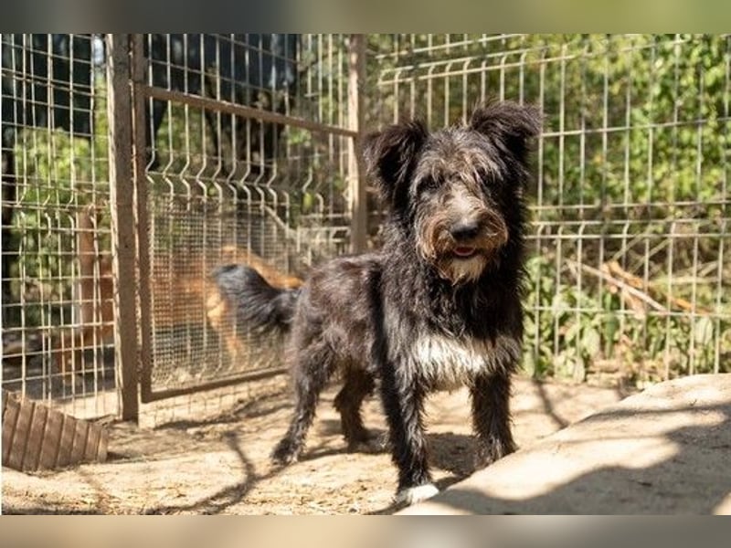 Susi verschmuste Junghündin sucht ihr Zuhause