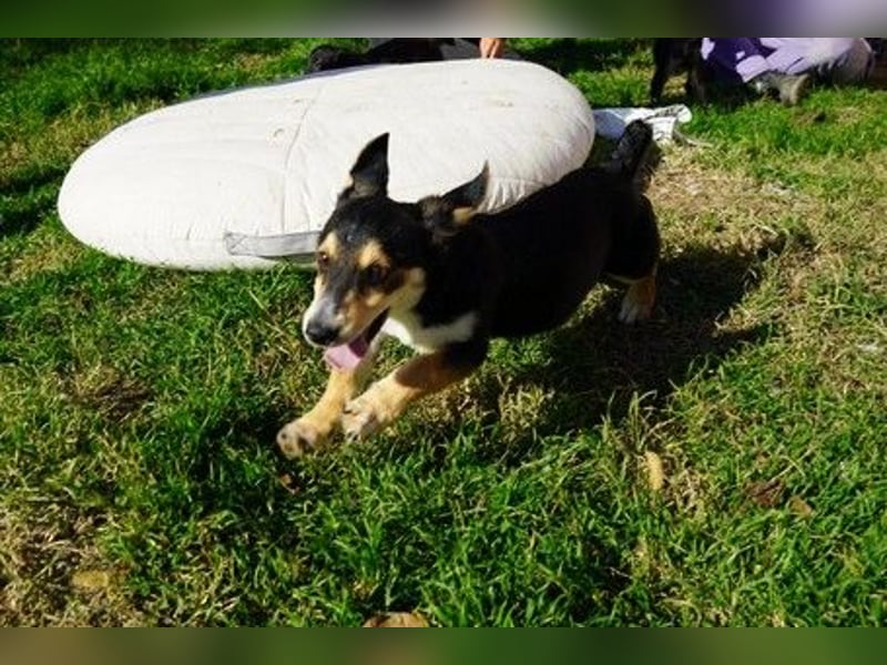 Zauberhafter Welpe ISY