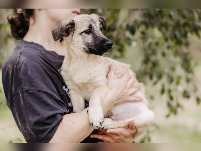 Jungrüde Urmel sucht seine Menschen Jungrüde Urmel sucht seine Menschen