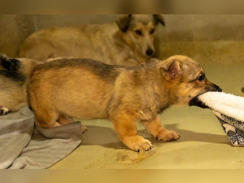 USHER - charmanter, lustiger Quatschkopf sucht seine Herzensmenschen