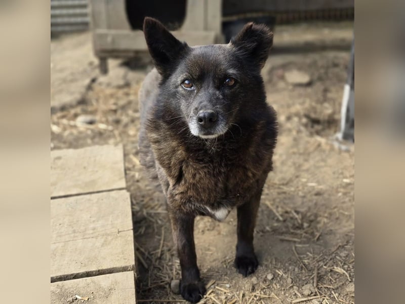 Carrie sucht ihre Menschen