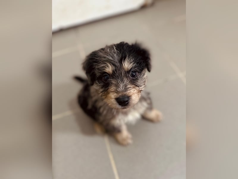 Unser toller Marmor sucht seine Familie