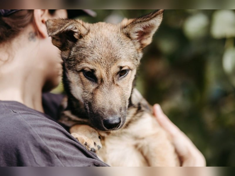 USHER - charmanter, fröhlicher Welpenjunge sucht seine Familie