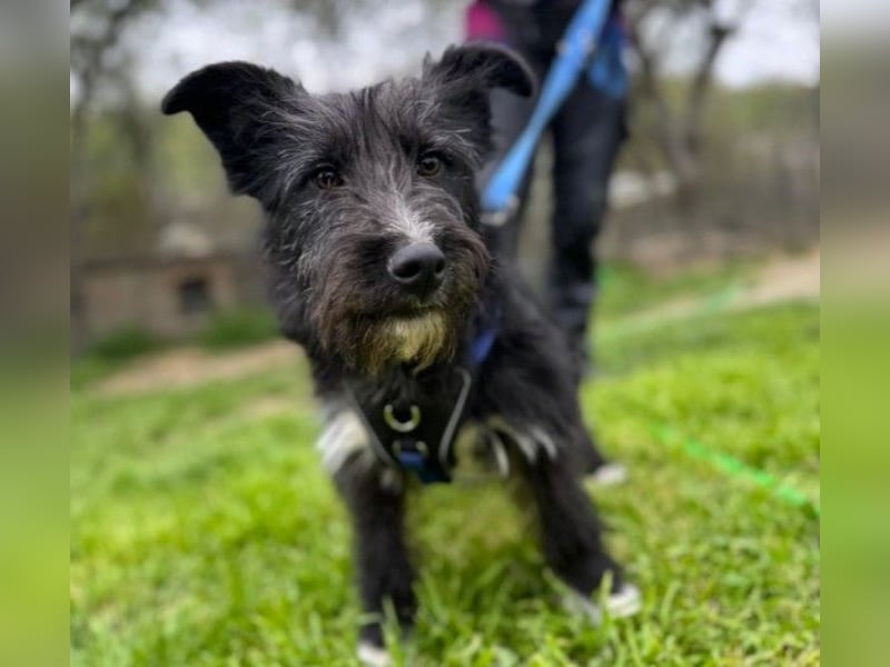 Susi verschmuste Junghündin sucht ihr Zuhause