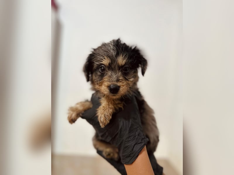 Unser toller Marmor sucht seine Familie