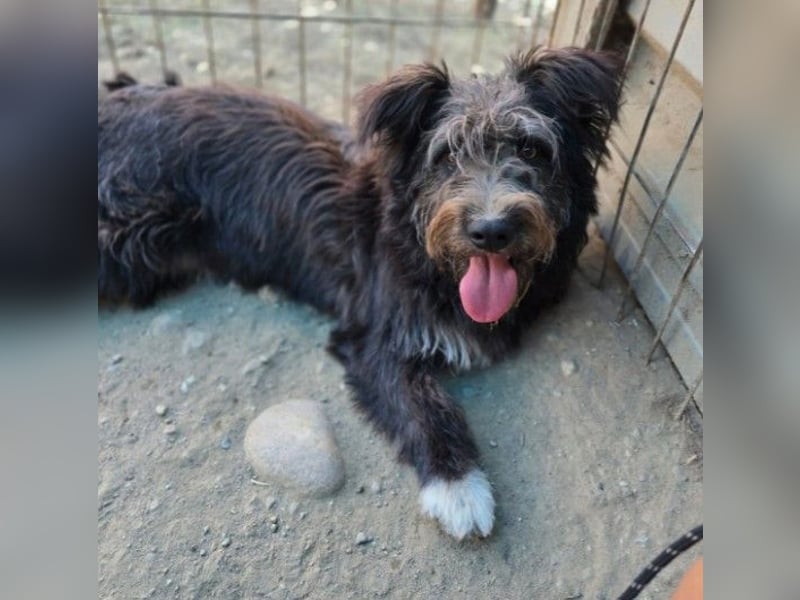 Susi verschmuste Junghündin sucht ihr Zuhause