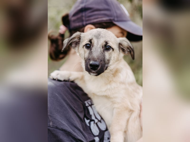 Jungrüde Urmel sucht seine Menschen Jungrüde Urmel sucht seine Menschen