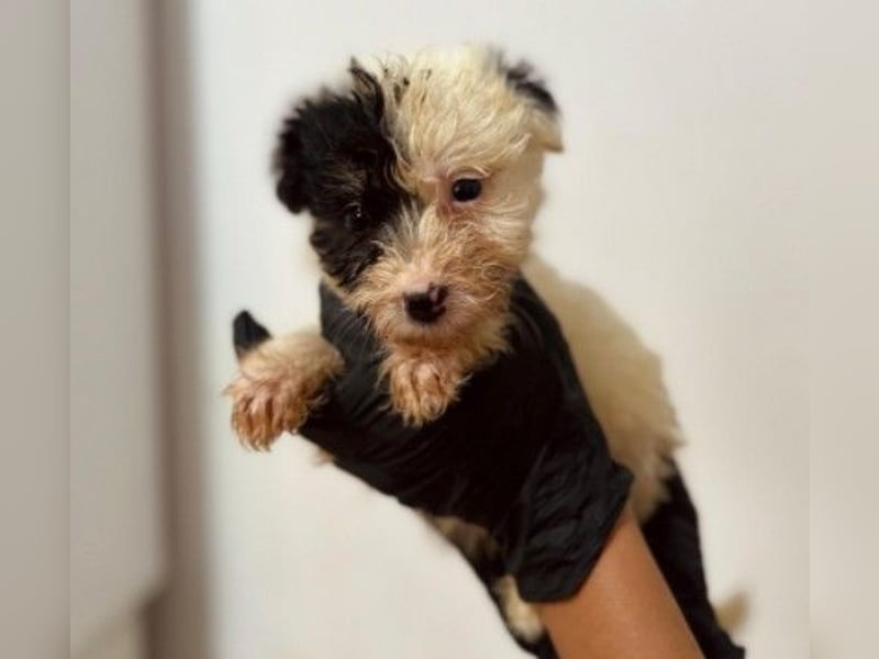 Zauberhaftes Welpenmädchen Milka sucht ihre Familie