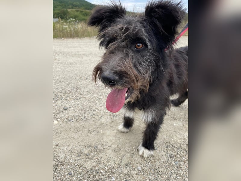 Susi verschmuste Junghündin sucht ihr Zuhause