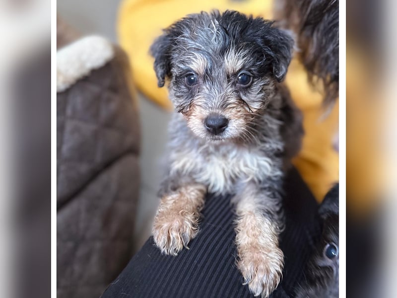 Unser toller Marmor sucht seine Familie