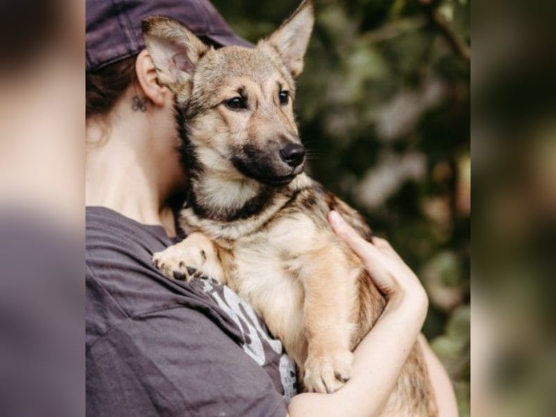 USHER - charmanter, fröhlicher Welpenjunge sucht seine Familie