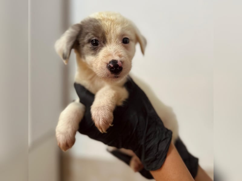 MOZART - zuckersüßer Welpenjunge sucht seine Familie