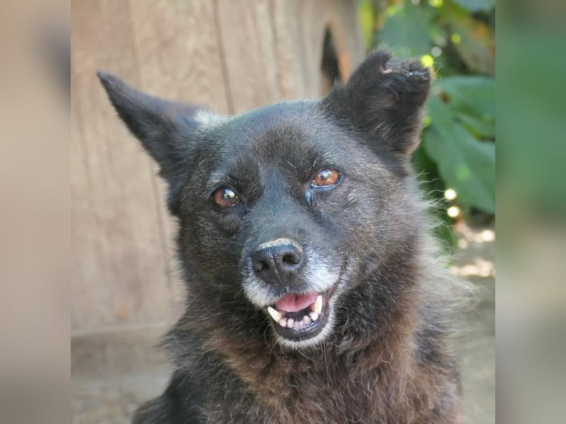 Carrie sucht ihre Menschen