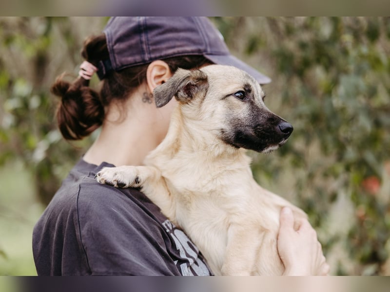 Jungrüde Urmel sucht seine Menschen Jungrüde Urmel sucht seine Menschen