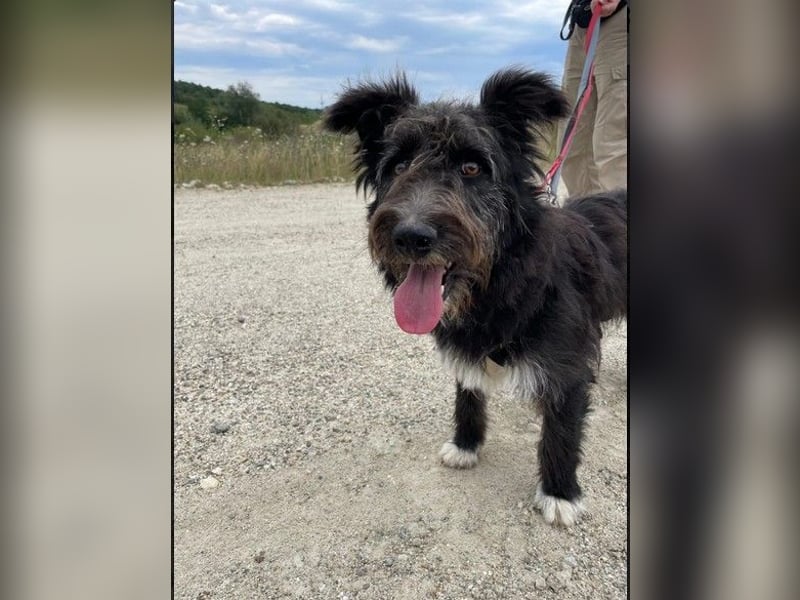 Susi verschmuste Junghündin sucht ihr Zuhause