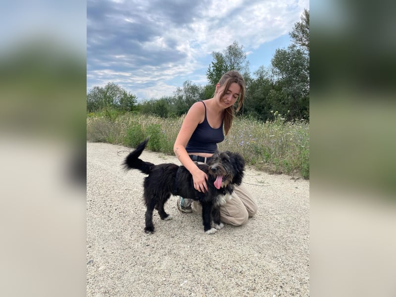 Susi verschmuste Junghündin sucht ihr Zuhause