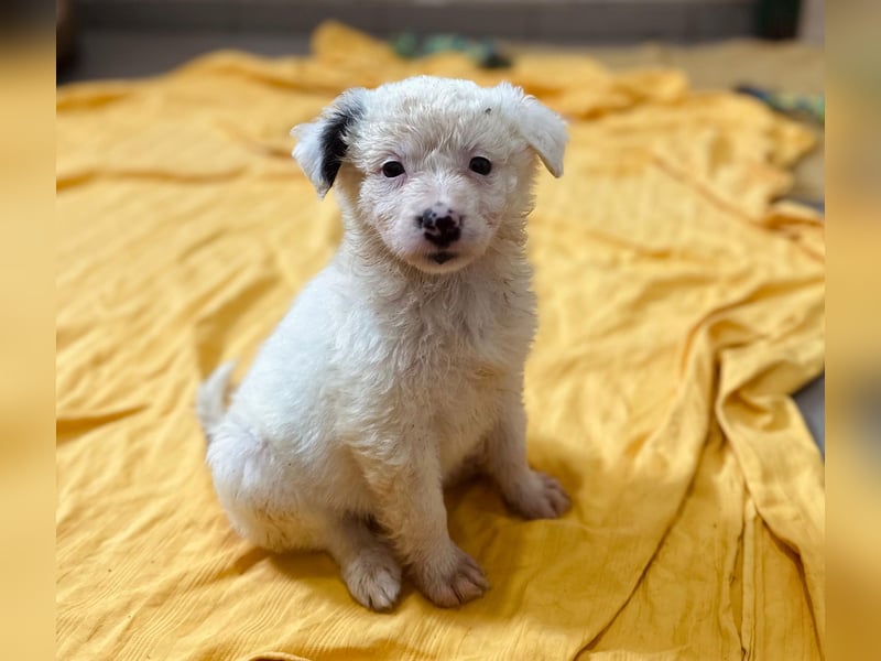 zuckersüßes Welpenmädchen Mucki