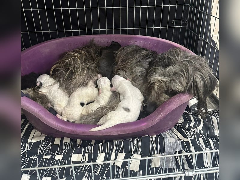 Unser toller Marmor sucht seine Familie