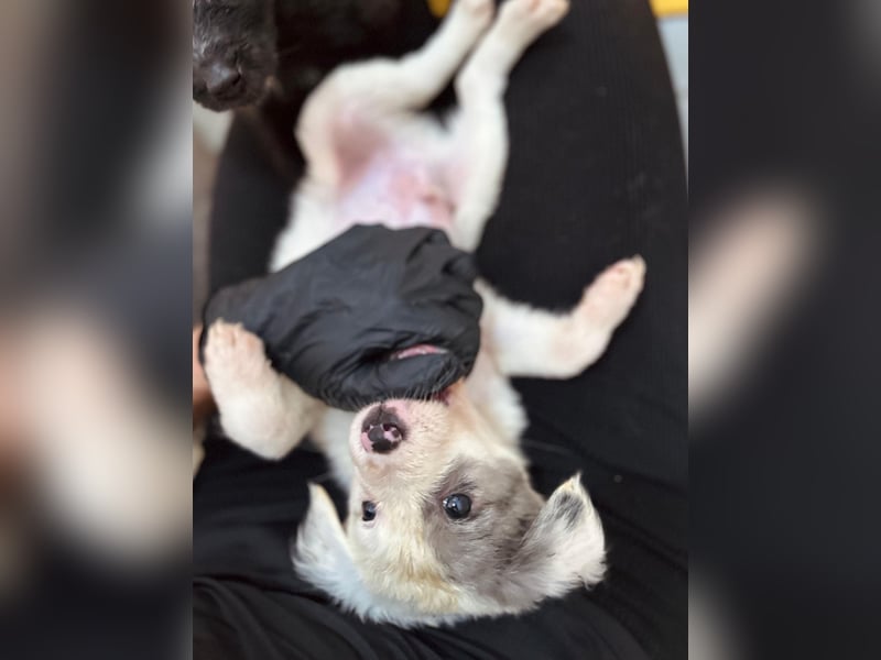 MOZART - zuckersüßer Welpenjunge sucht seine Familie