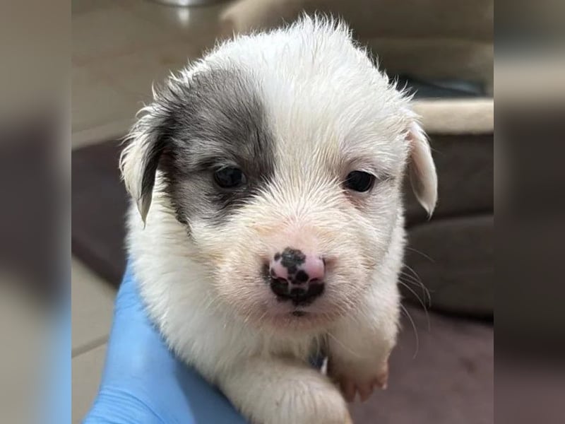 MOZART - zuckersüßer Welpenjunge sucht seine Familie