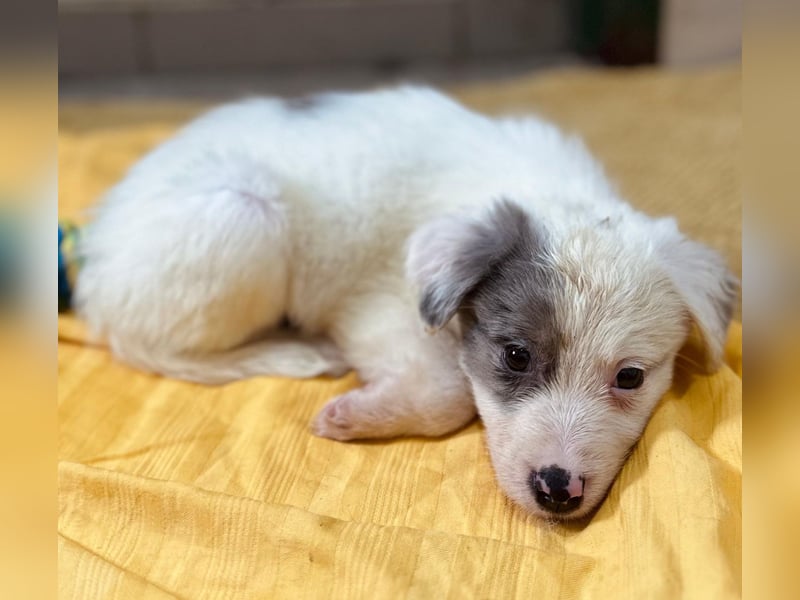 MOZART - zuckersüßer Welpenjunge sucht seine Familie