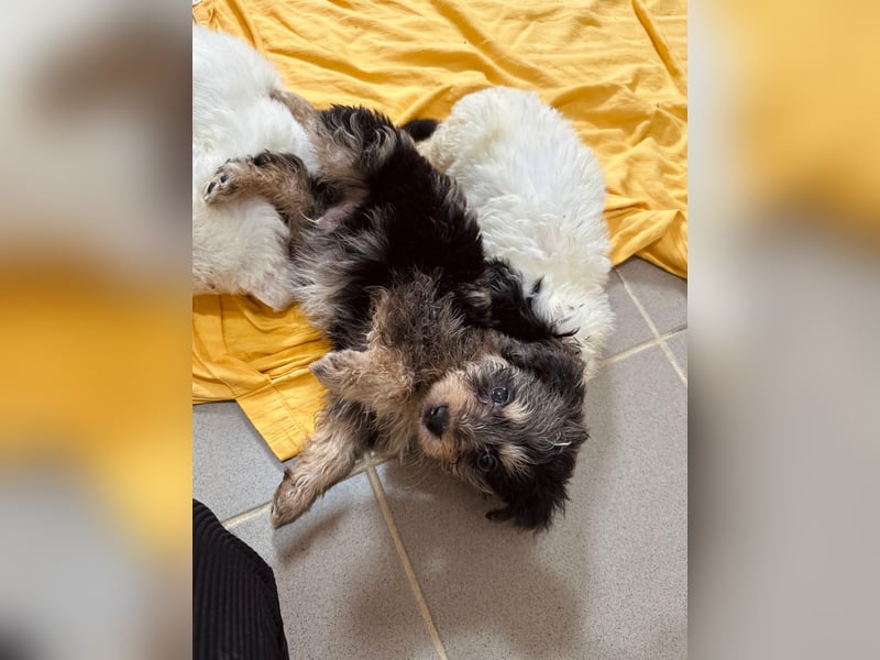 Unser toller Marmor sucht seine Familie