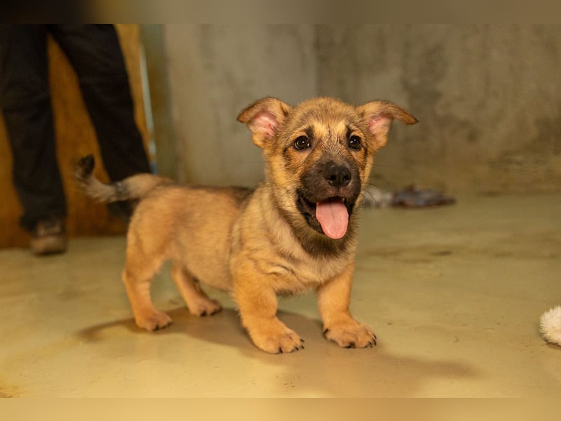 USHER - charmanter, fröhlicher Welpenjunge sucht seine Familie