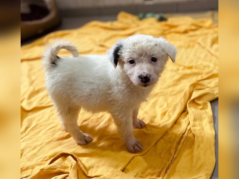 zuckersüßes Welpenmädchen Mucki