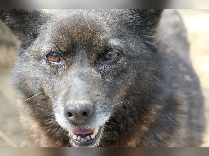 Carrie sucht ihre Menschen