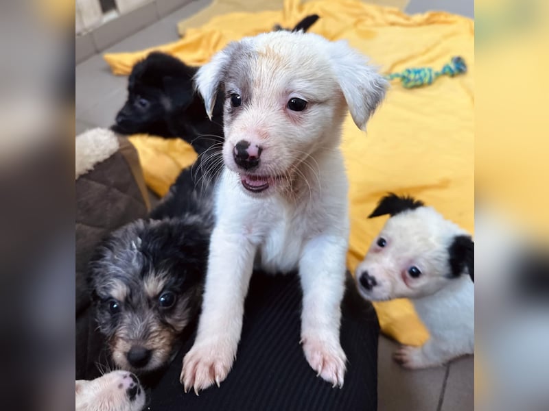 MOZART - zuckersüßer Welpenjunge sucht seine Familie