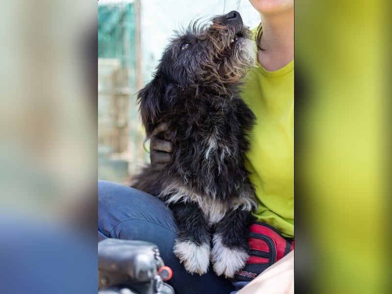 Susi verschmuste Junghündin sucht ihr Zuhause