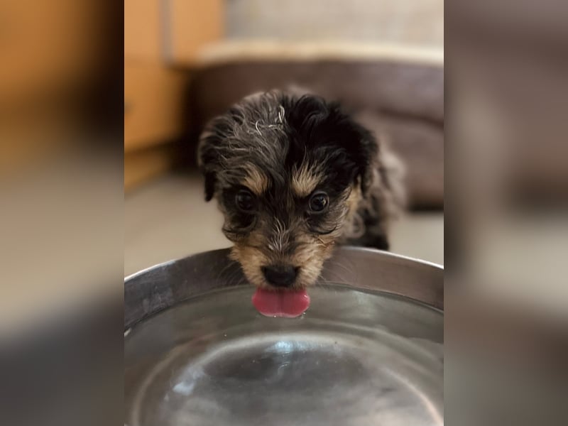 Unser toller Marmor sucht seine Familie