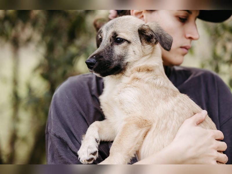 Jungrüde Urmel sucht seine Menschen Jungrüde Urmel sucht seine Menschen