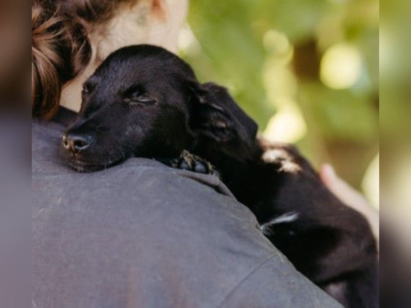 Zauberhafter Welpe Iago sucht seine Familie
