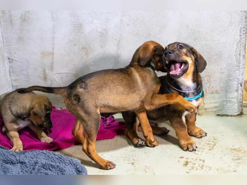 QUINN - zauberhafter Junghund sucht seine Herzensmenschen QUINN - zauberhafter Junghund sucht seine Herzensmenschen