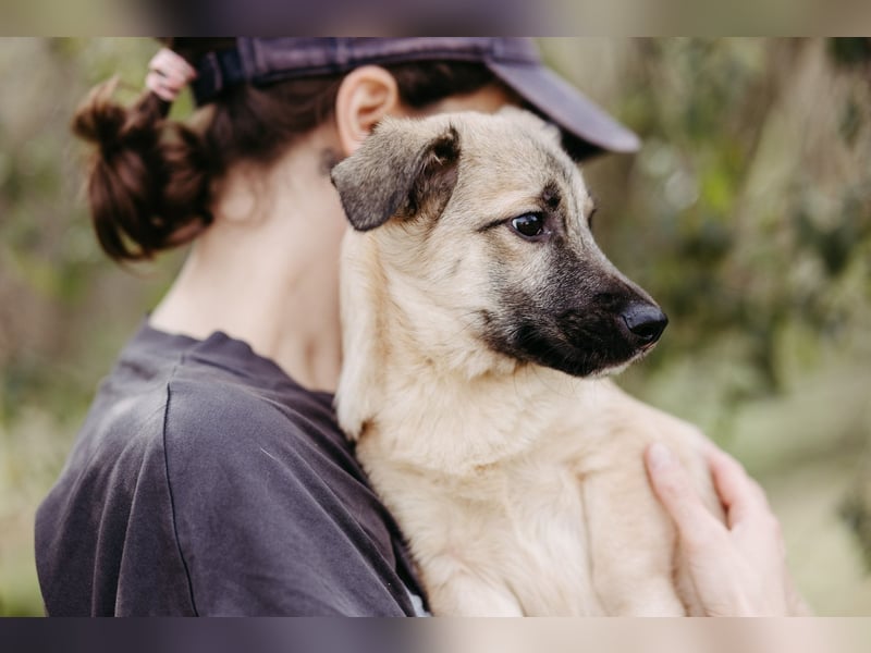 Jungrüde Urmel sucht seine Menschen Jungrüde Urmel sucht seine Menschen