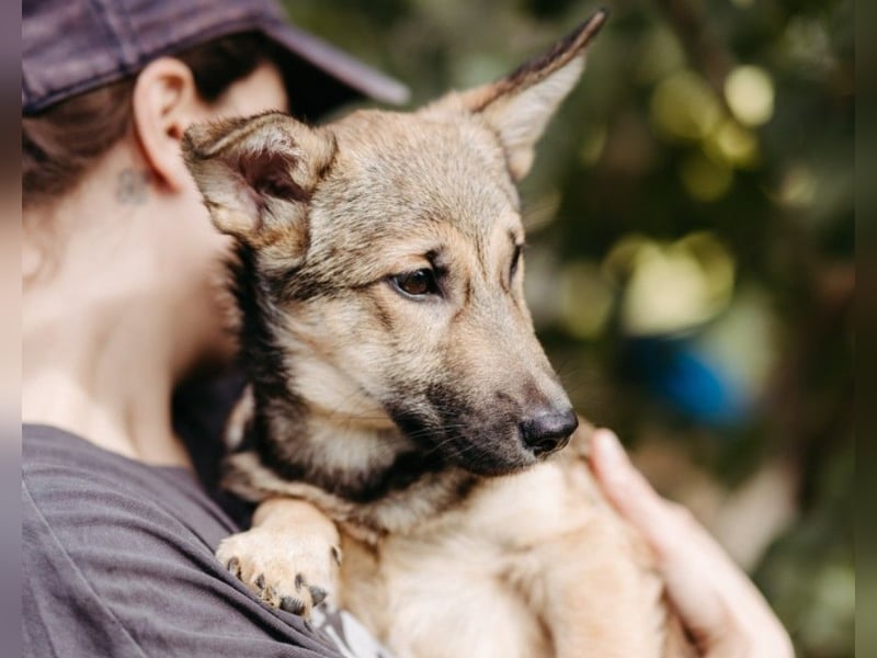 USHER - charmanter, fröhlicher Welpenjunge sucht seine Familie