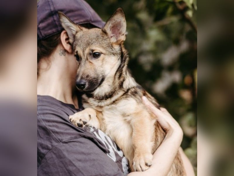 USHER - charmanter, fröhlicher Welpenjunge sucht seine Familie