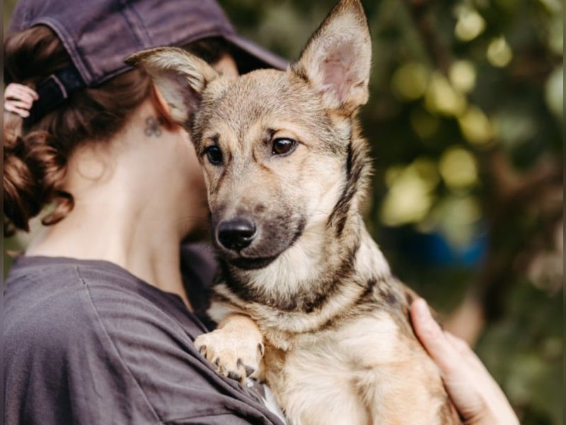 USHER - charmanter, fröhlicher Welpenjunge sucht seine Familie