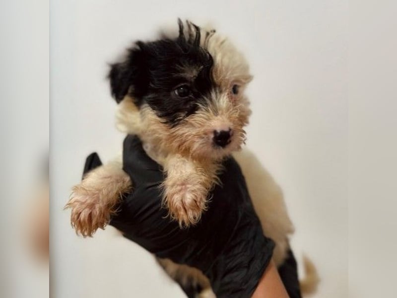 Zauberhaftes Welpenmädchen Milka sucht ihre Familie