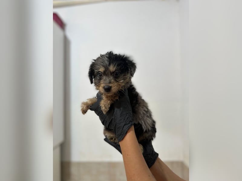 Unser toller Marmor sucht seine Familie