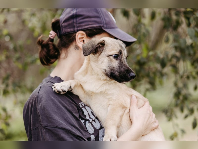 Jungrüde Urmel sucht seine Menschen Jungrüde Urmel sucht seine Menschen