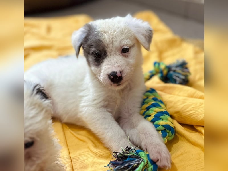 MOZART - zuckersüßer Welpenjunge sucht seine Familie