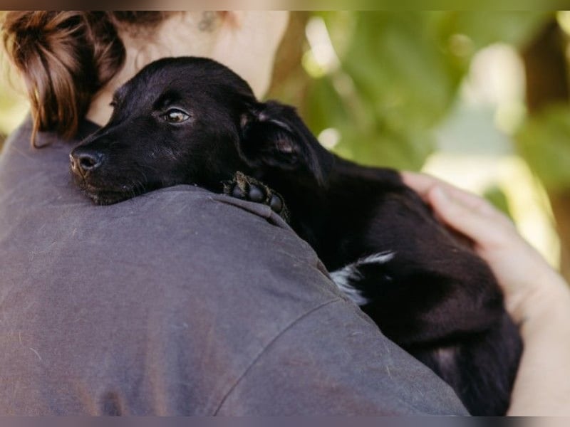 Zauberhafter Welpe Iago sucht seine Familie