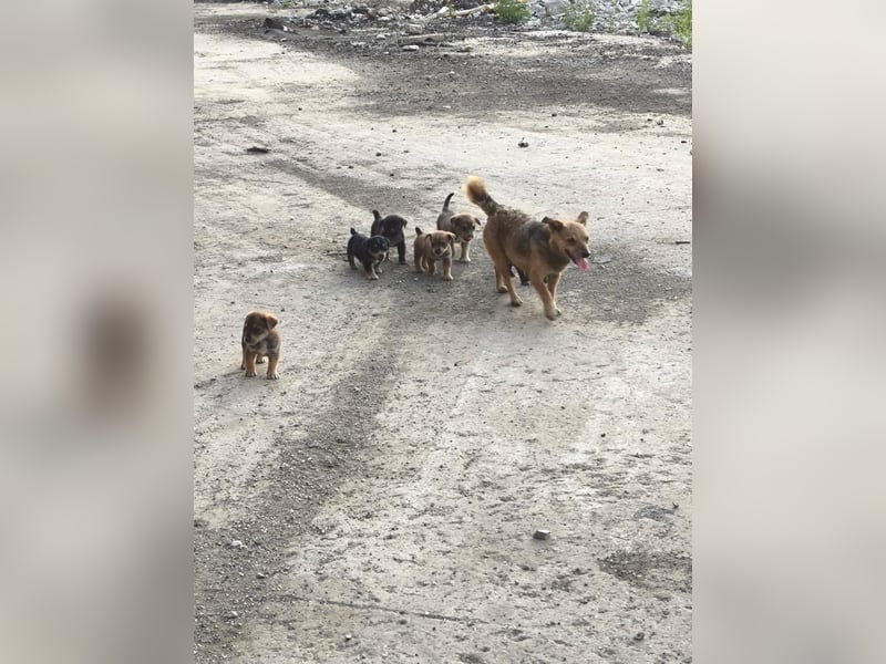 Aufgeweckte Iffi sucht ihre Familie Aufgeweckte Iffi sucht ihre Familie