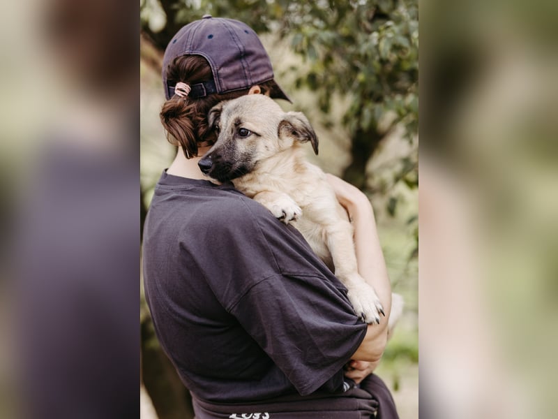 Jungrüde Urmel sucht seine Menschen Jungrüde Urmel sucht seine Menschen