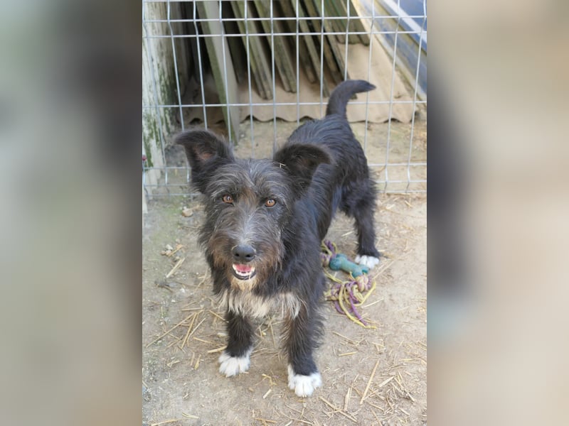 Susi verschmuste Junghündin sucht ihr Zuhause