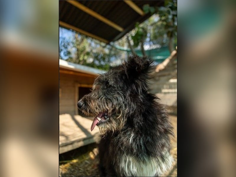 Susi - süßer Fussel sucht 